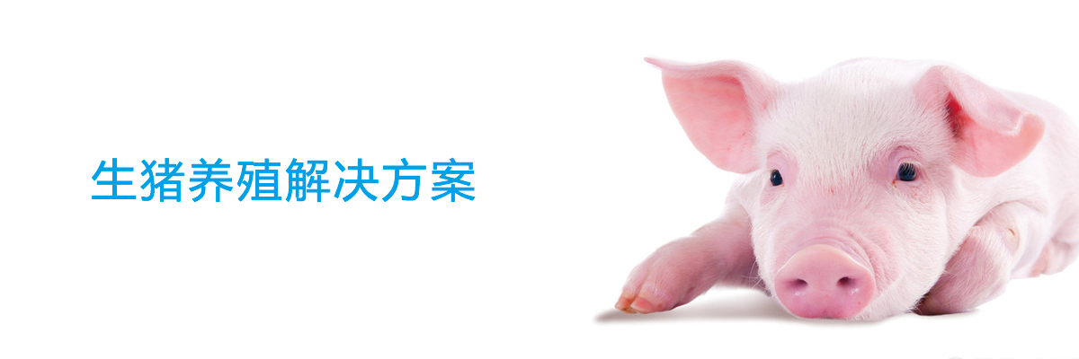 生猪养猪服务方案