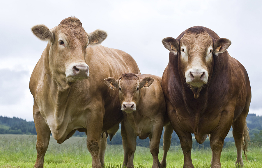 瘤胃积食的发病原因及防治措施