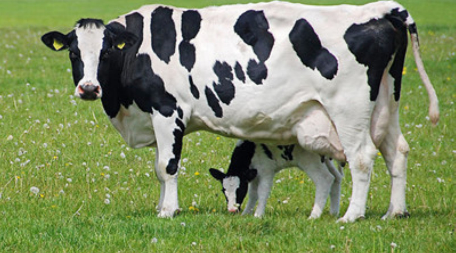 母畜繁殖障碍及其防治