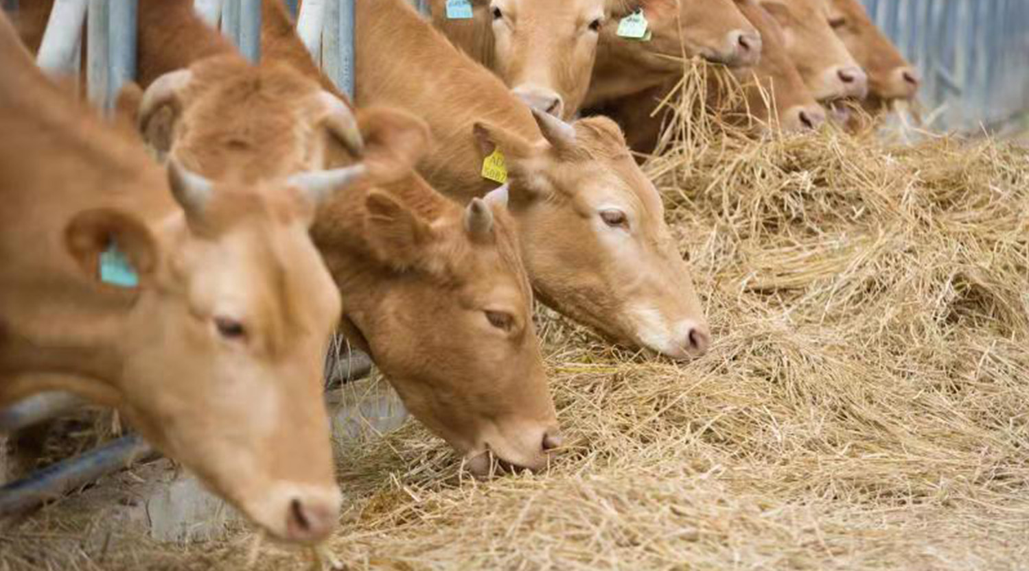 牛羊对蛋白质饲料的消化特点