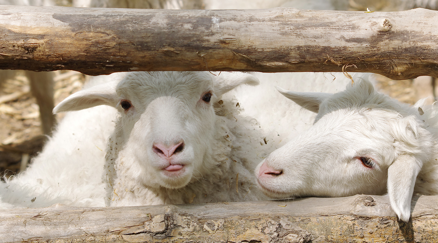 母羊妊娠期和哺乳期管理