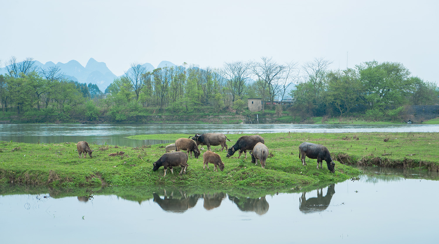 犊牛瘤胃酸中毒的治疗