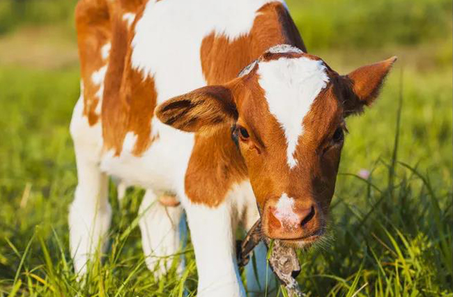 【牛病防治】 牛气肿疽的防治