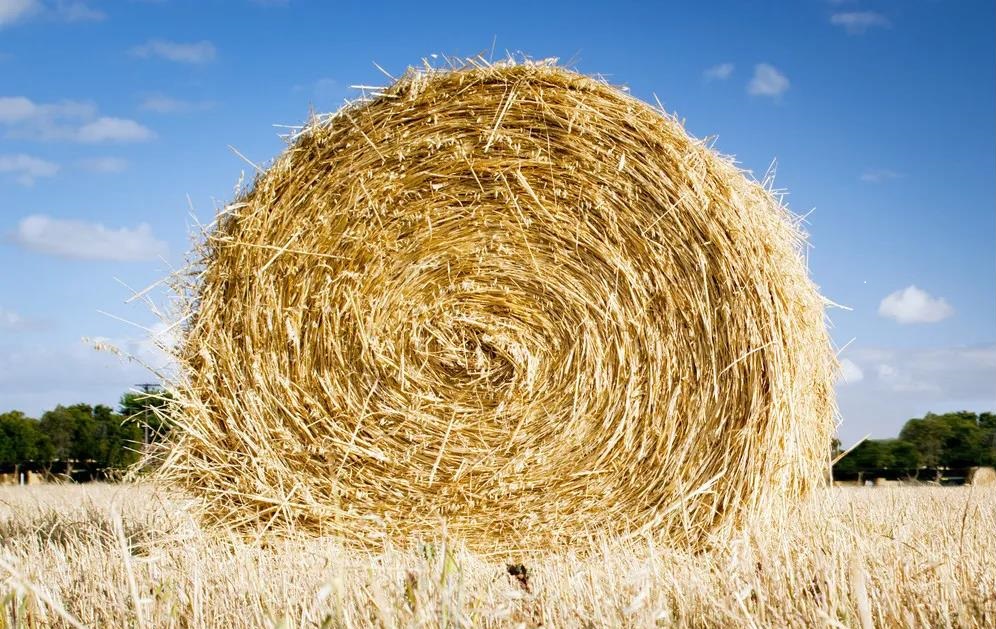 育肥牛技术-干草调制