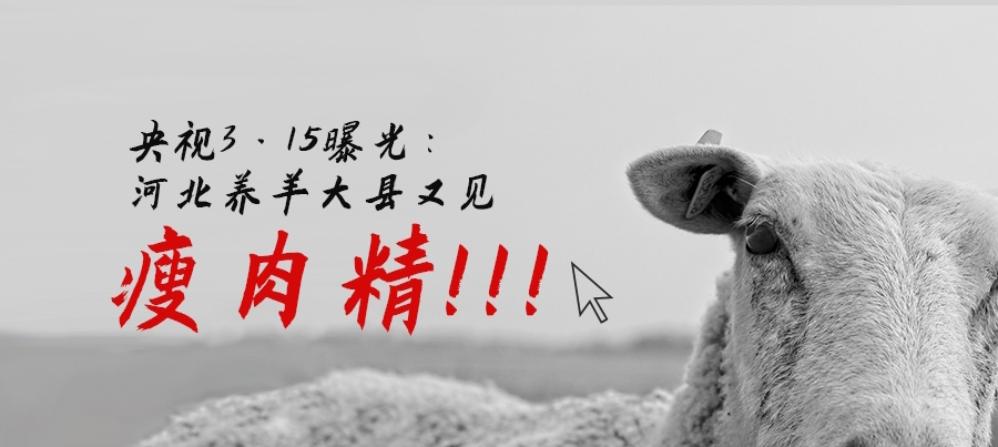 央视3·15晚会曝光：河北养羊大县又见瘦肉精