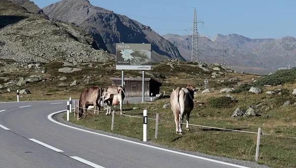 造成牛羊异食癖的原因及如何预防