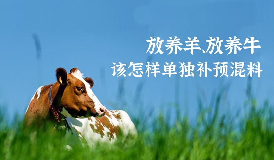 放养羊、放养牛该 怎样单独补预混料