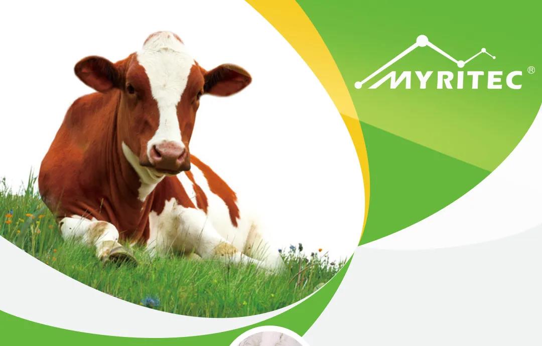 育肥牛饲养管理要点