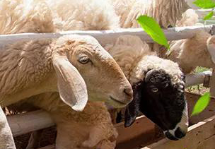 羊常见几种中毒及中毒后的解决办法