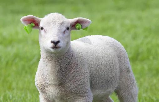 羊不反刍原因及治疗